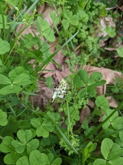 Fumaria bastardii