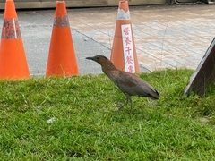 Gorsachius melanolophus