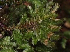 Hypnodendron arcuatum