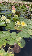 Nymphaea tetragona