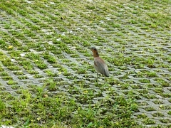 Gorsachius melanolophus