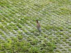 Gorsachius melanolophus