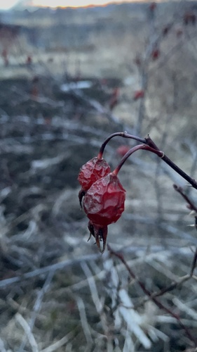 Rosa amblyotis iNat (1)