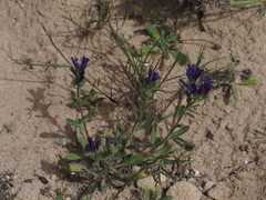 Echium sabulicola