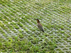 Gorsachius melanolophus