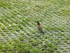 Gorsachius melanolophus