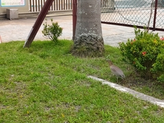 Gorsachius melanolophus