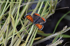Lycaena phlaeas daimio