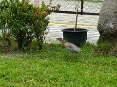 Gorsachius melanolophus