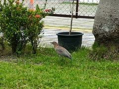 Gorsachius melanolophus