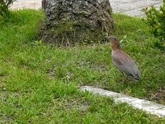 Gorsachius melanolophus