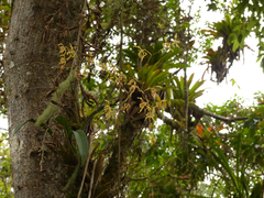 Cyrtochilum pardinum