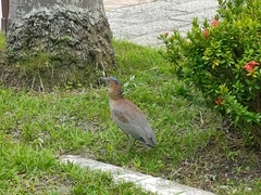 Gorsachius melanolophus