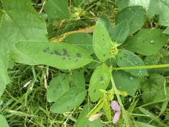 Desmodium intortum