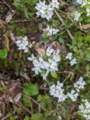 Arabis caucasica