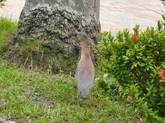 Gorsachius melanolophus