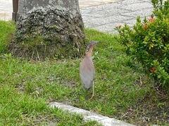 Gorsachius melanolophus