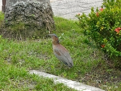 Gorsachius melanolophus