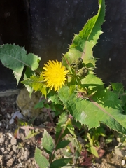 Sonchus
