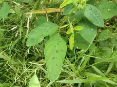 Desmodium intortum