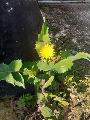 Sonchus