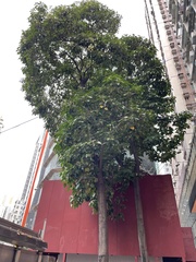 Aleurites moluccanus