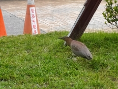 Gorsachius melanolophus