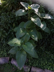Brillantaisia