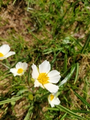 Ranunculus kuepferi