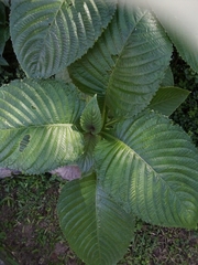 Brillantaisia