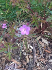Geranium robertianum
