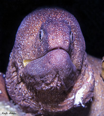 Gymnothorax nudivomer