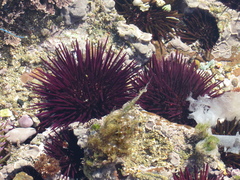 Paracentrotus lividus