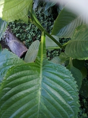 Brillantaisia