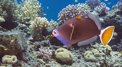 Sufflamen albicaudatum