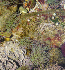 Anemonia viridis