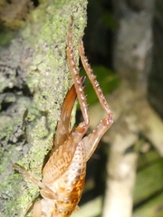 Talitropsis