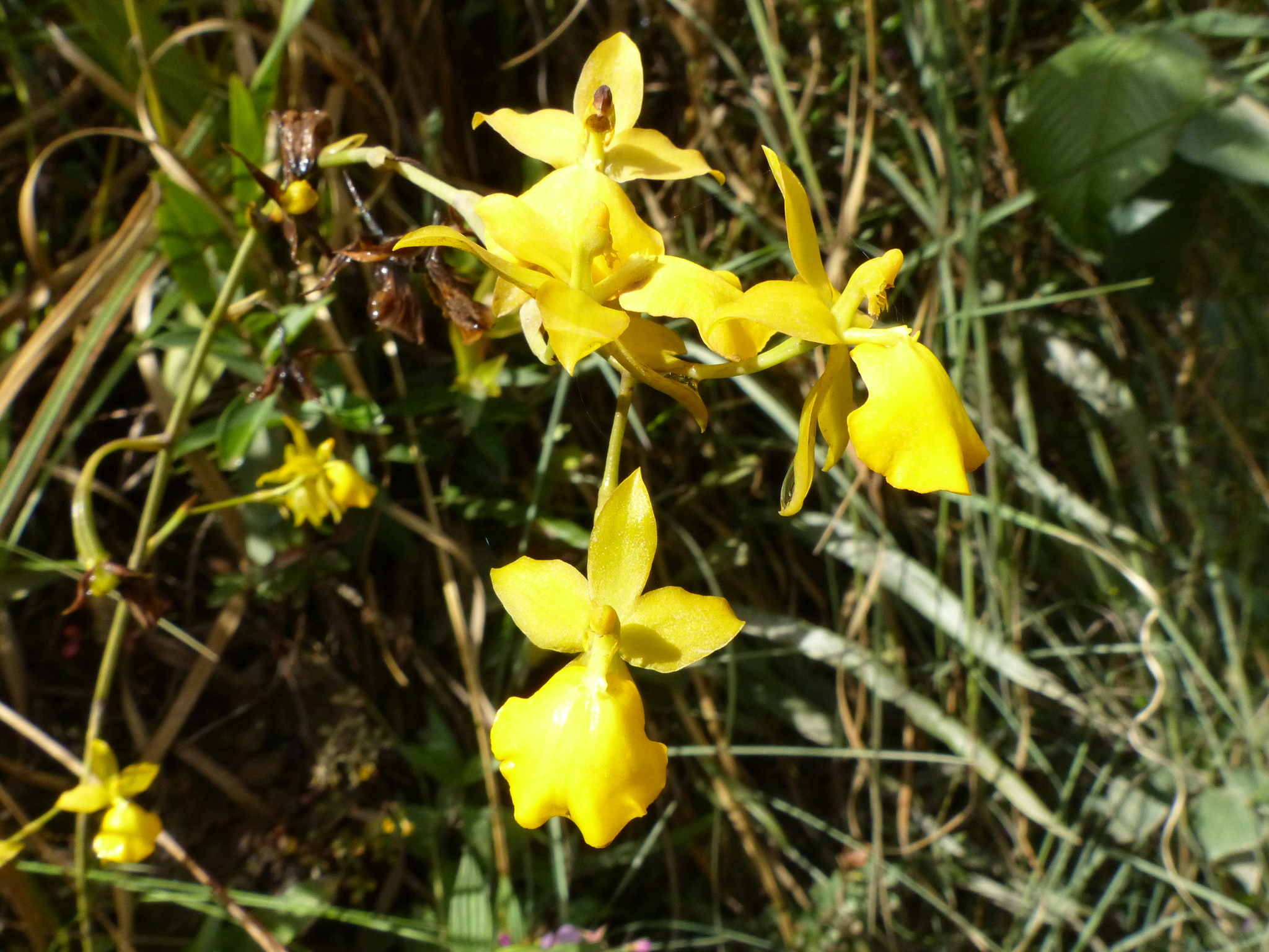 Cyrtochilum mystacinum Lindl. 4
