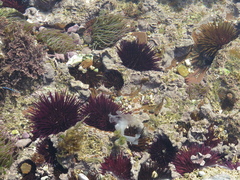 Paracentrotus lividus