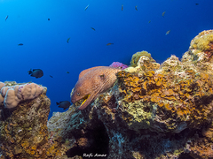 Gymnothorax nudivomer