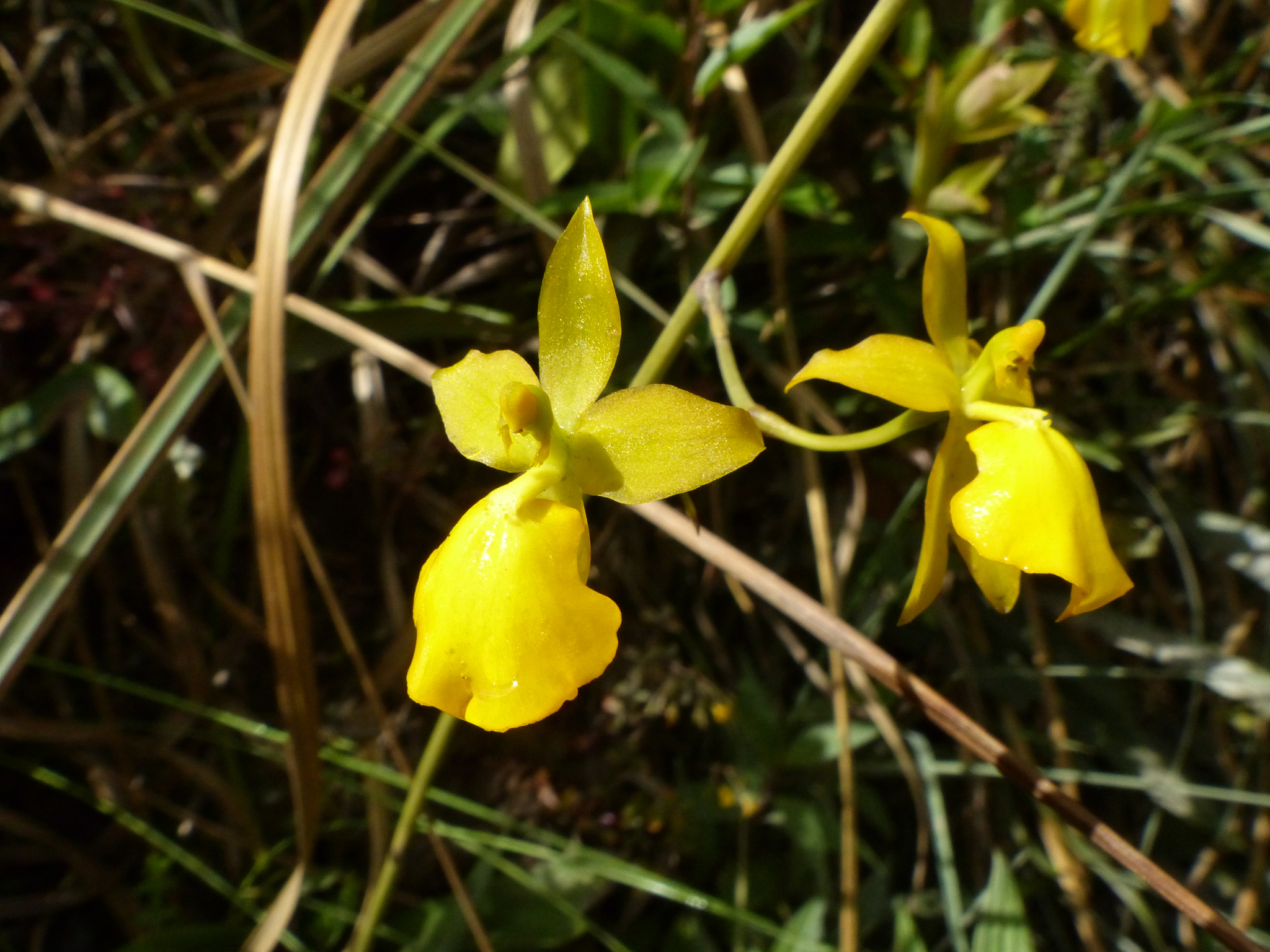 Cyrtochilum mystacinum Lindl. 2