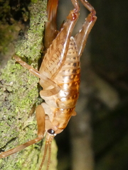 Talitropsis