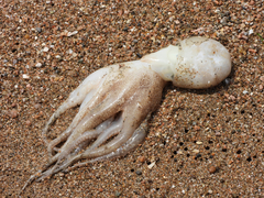 Amphioctopus fangsiao