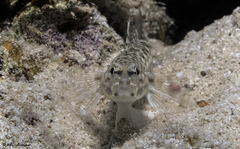 Fusigobius neophytus