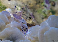 Ancylomenes longicarpus