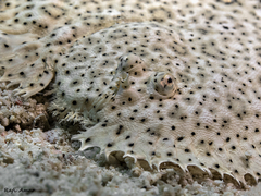 Pardachirus marmoratus