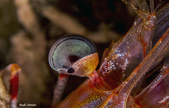 Rhynchocinetes durbanensis