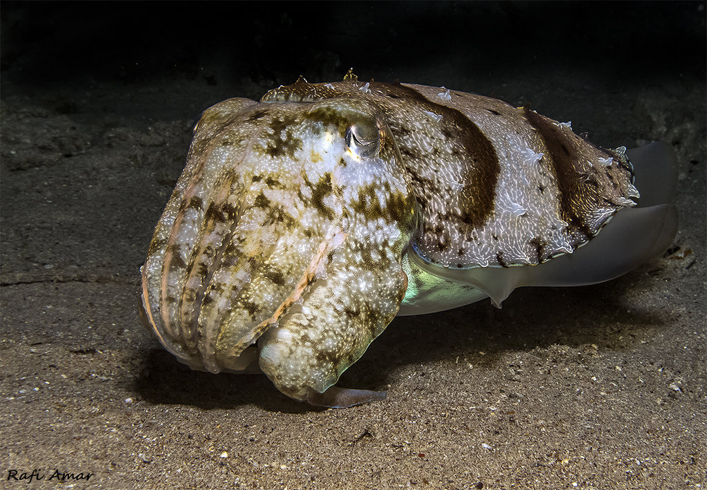Hooded Cuttlefish