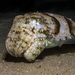 Elegant Cuttlefish - Photo (c) Rafi Amar, some rights reserved (CC BY-NC), uploaded by Rafi Amar