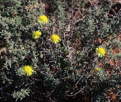 Crassothonna protecta